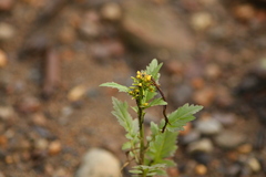 Rorippa barbareifolia