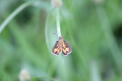 Taractrocera archias