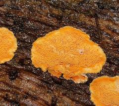 Gloeoporellus merulinus