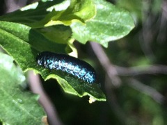 Trirhabda flavolimbata