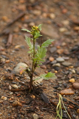 Rorippa barbareifolia