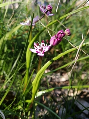 Wurmbea biglandulosa