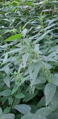Urtica dioica