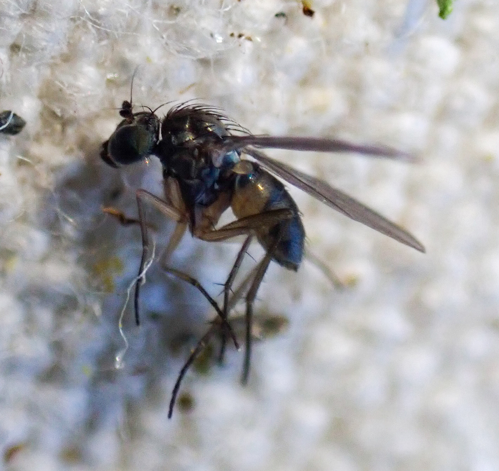 Neoparentia