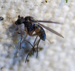 Neoparentia caudata