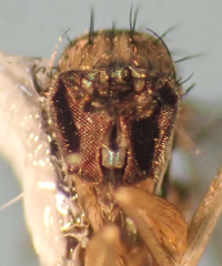 Neoparentia caudata