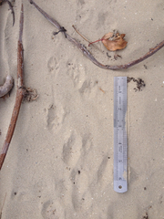 Xerospermophilus spilosoma