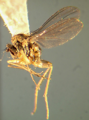 Neoparentia caudata