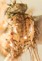 Neoparentia caudata