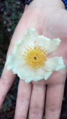 Theaceae
