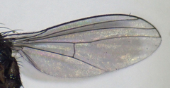 Neoparentia caudata