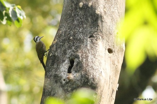 Golden-crowned Woodpecker