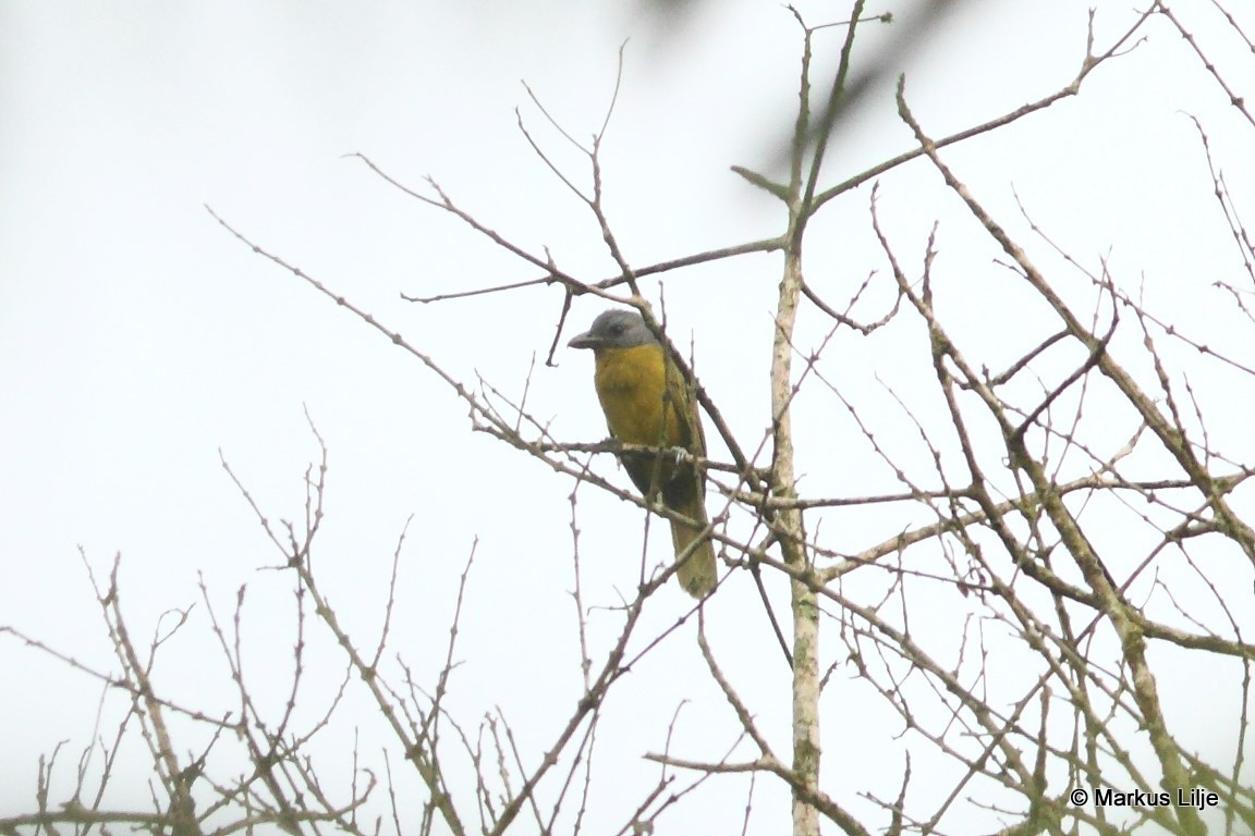 Green-breasted Bushshrike illustration