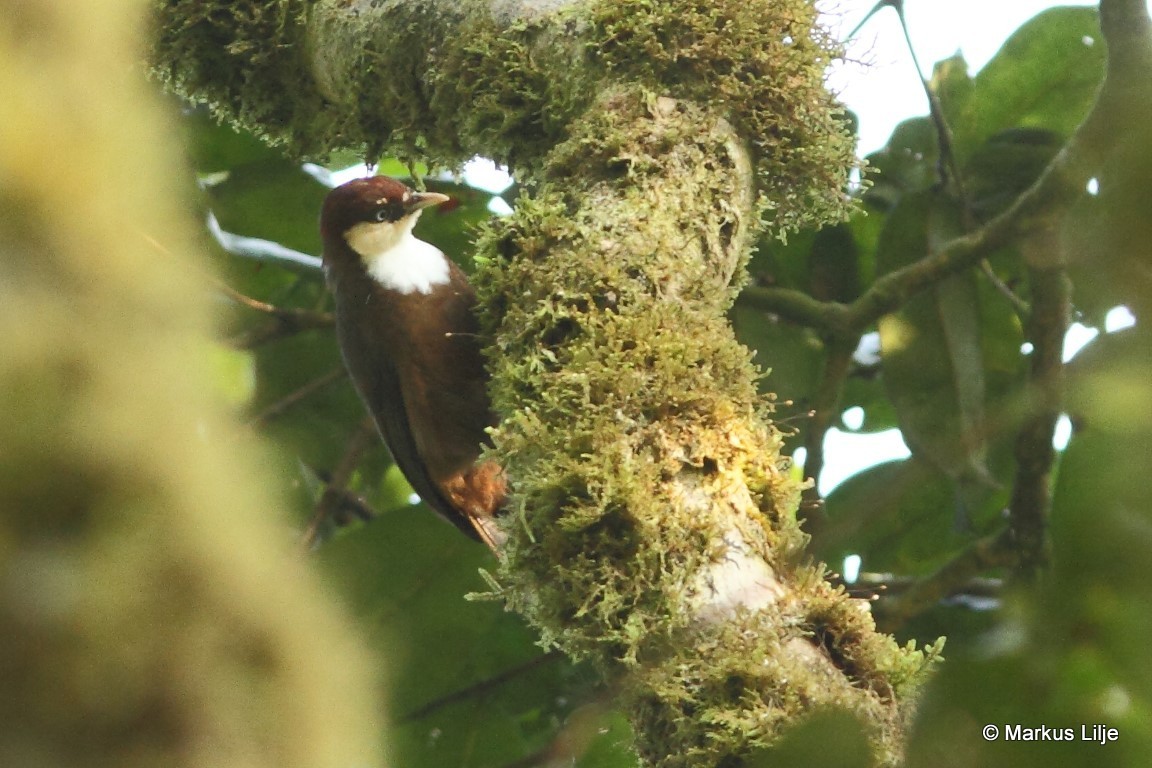White-throated Mountain-Babbler illustration