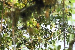 Cryptospiza reichenovii