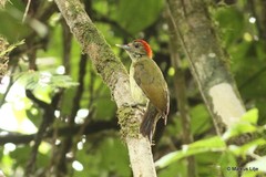 Chloropicus elliotii