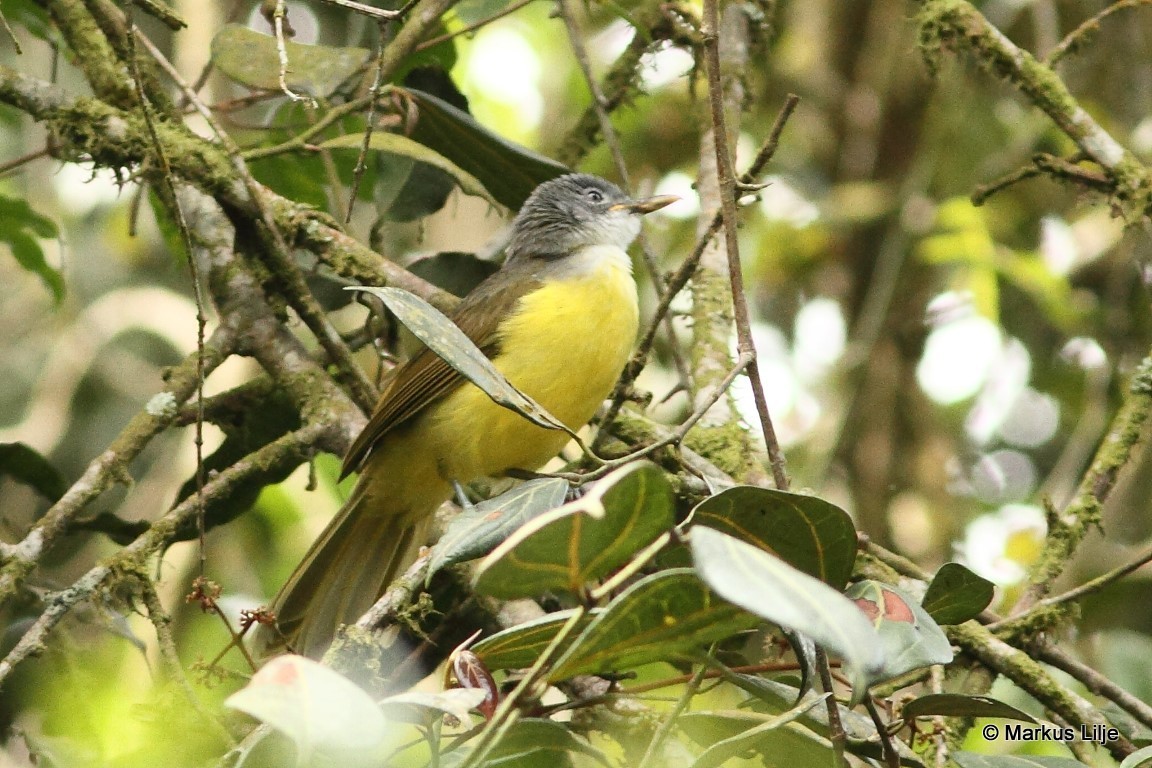 Grey-headed Greenbul illustration