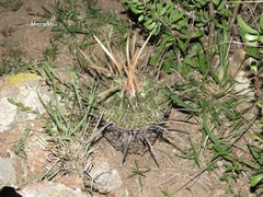Echinofossulocactus dichroacanthus