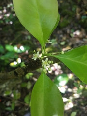 Gymnosporia thompsonii