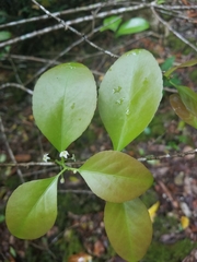 Gymnosporia thompsonii