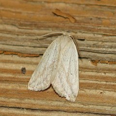 Amolita obliqua
