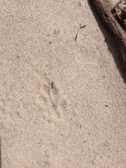 Xerospermophilus spilosoma