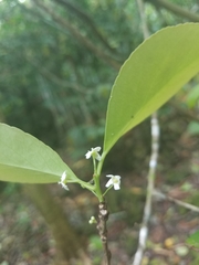 Gymnosporia thompsonii