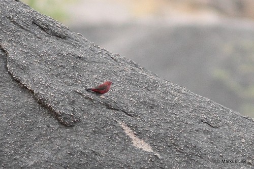 Rock Firefinch