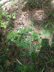 Elephantopus tomentosus