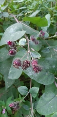 Arctium tomentosum