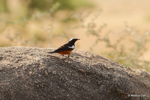 White-crowned Cliff Chat