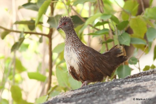 Stone Partridge