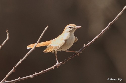 Rufous-tailed Scrub-Robin