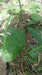 Elephantopus tomentosus