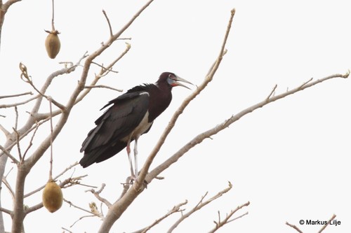 Abdim's Stork
