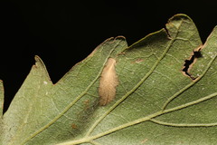 Phyllonorycter messaniella