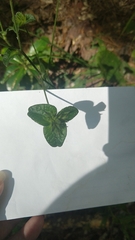 Elephantopus tomentosus