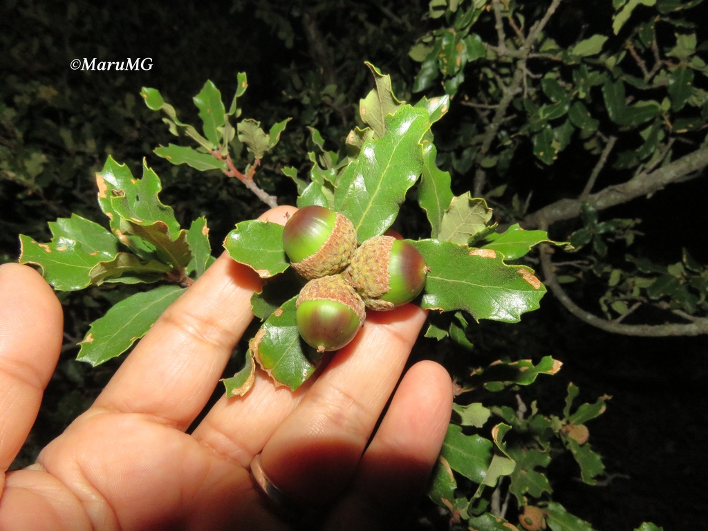 Quercus laeta