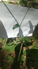 Elephantopus tomentosus