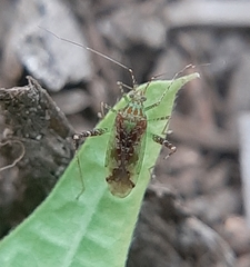 Phytocoris tibialis
