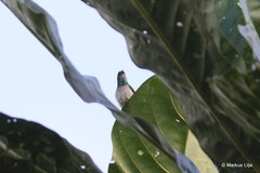 Anthreptes rectirostris tephrolaemus