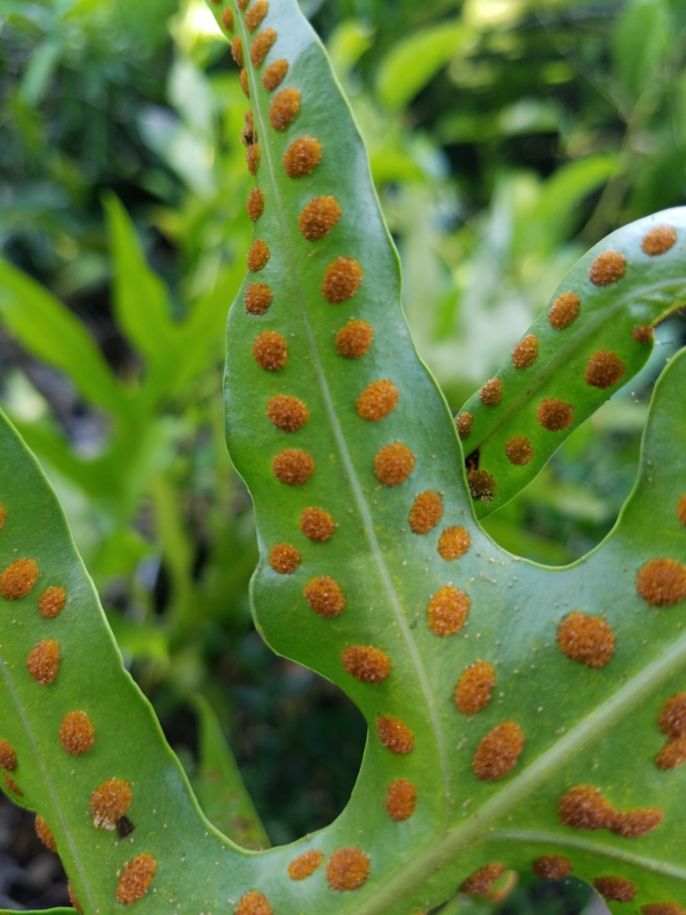 monarch fern from Unnamed Road Rota Island 96951 on July 18, 2017 at 03 ...