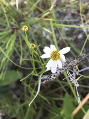 Coreopsis rosea