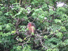 Macaca arctoides