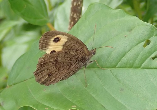 Common wood-nymph