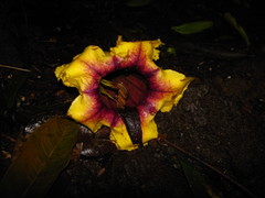 Solandra