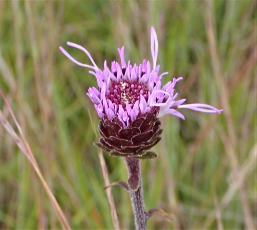 Liatris novae-angliae