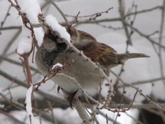Passer domesticus