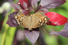Junonia erigone