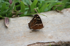 Junonia erigone